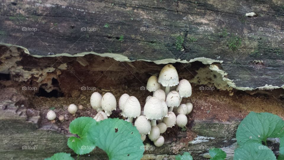 mushrooms. nature