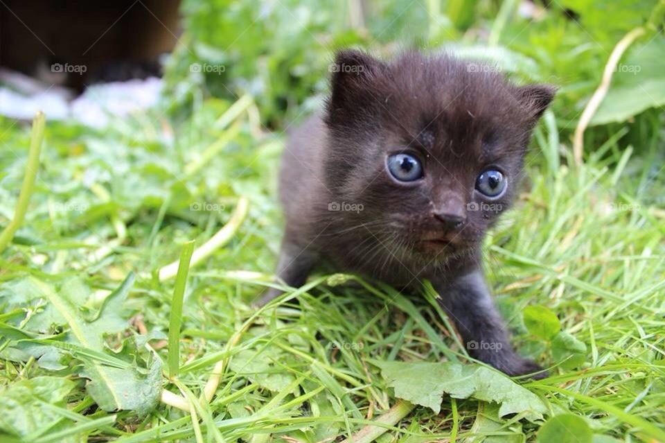 One big step for kitty-kind