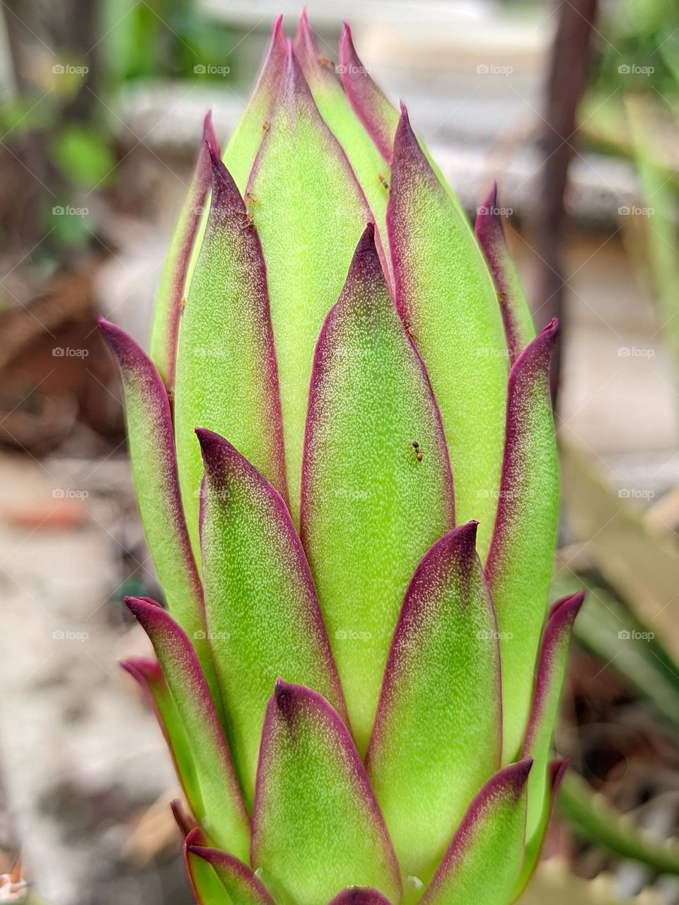 young dragon fruit😁