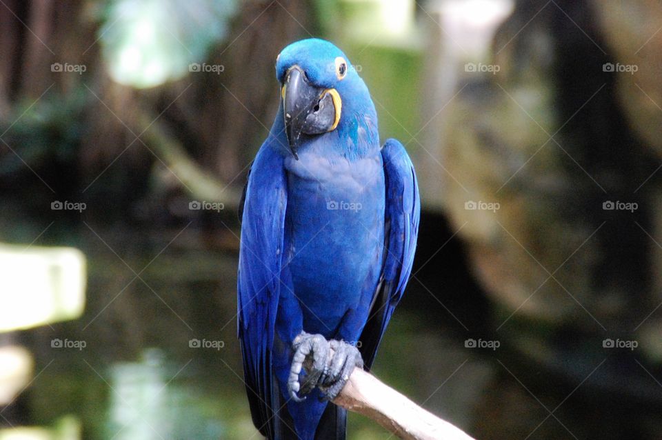 Blue exotic parrot 