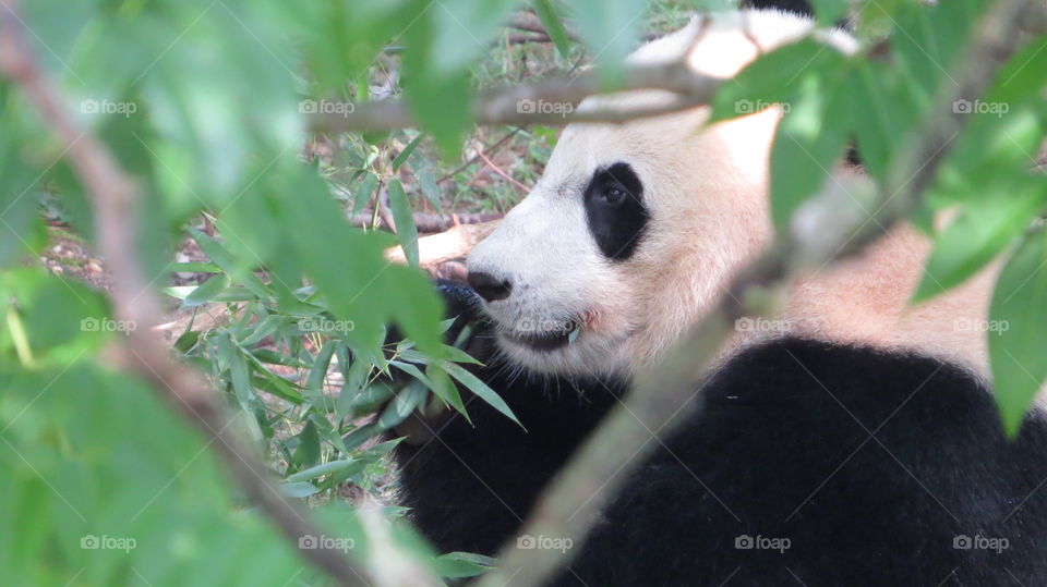 Panda at the Smithsonian National Zoological Park in Washington D.C.