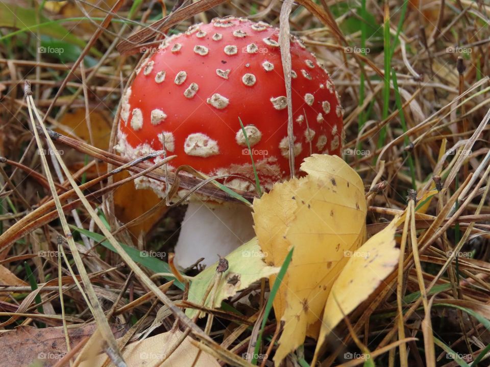 Mushroom in the autumn forest