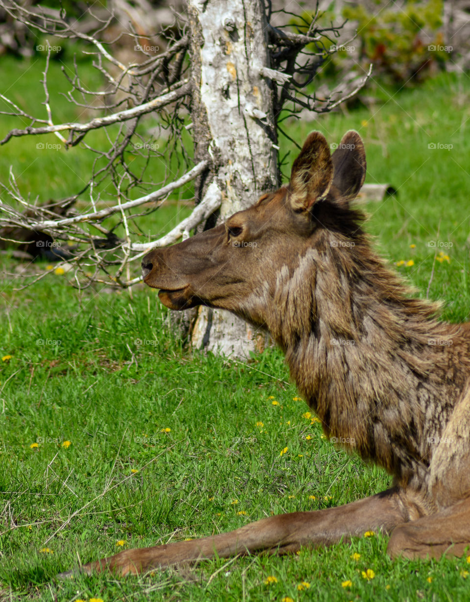 elk in Wyoming