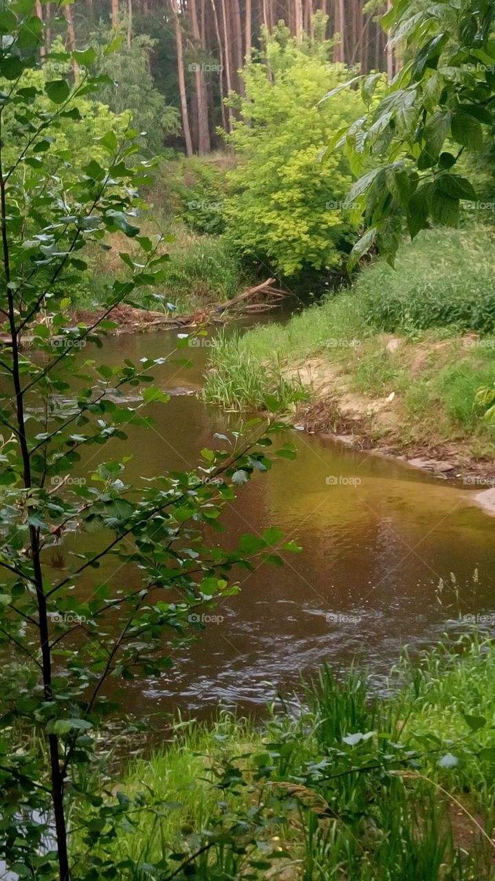 polish nature,  small river in my neighborhood