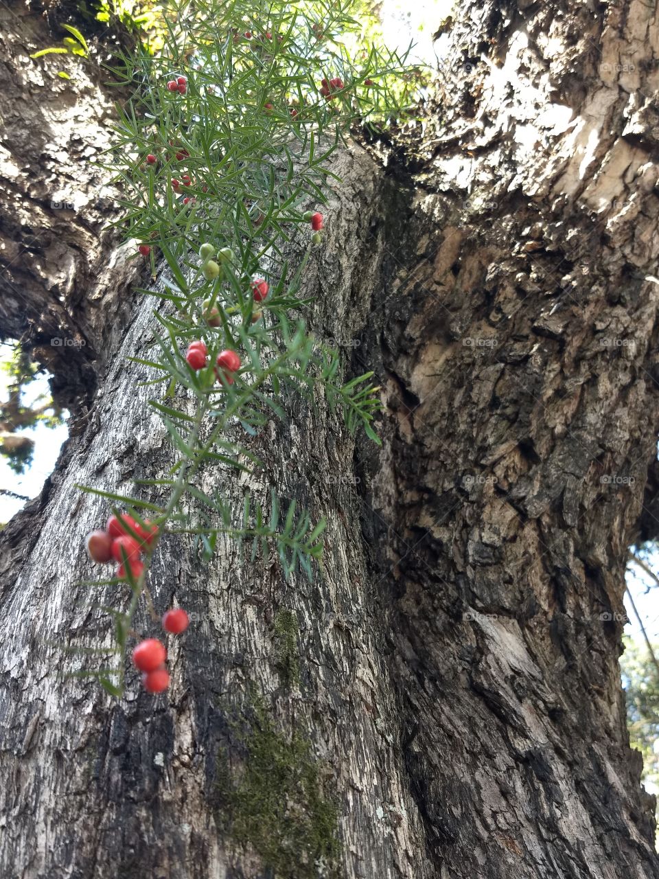 tree with red seeds