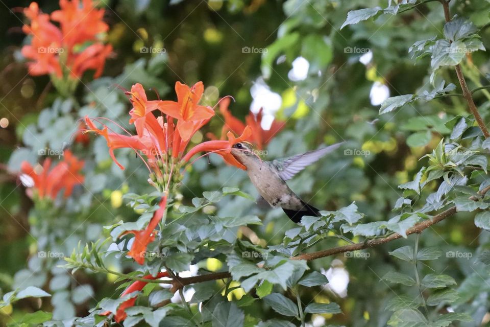 Hummingbird 