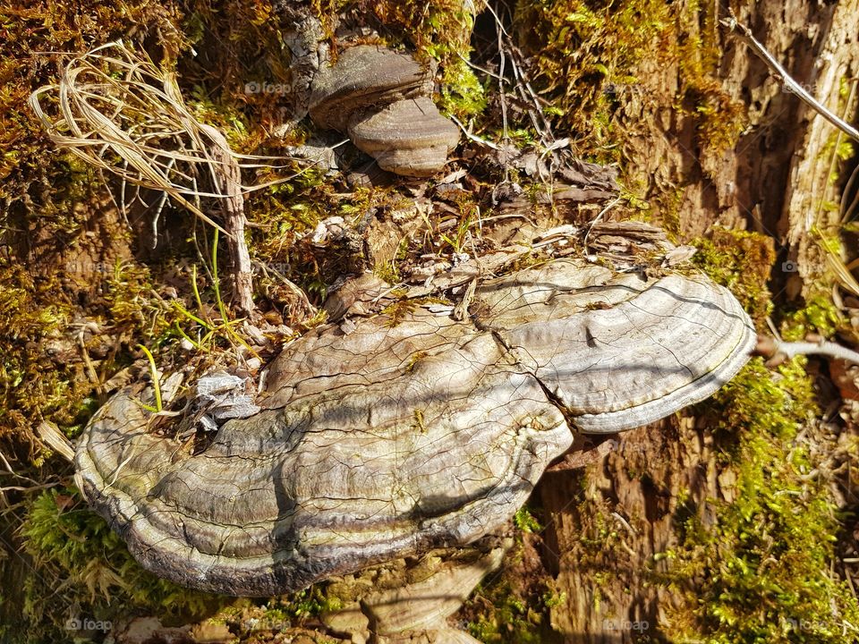 Tree mushroom