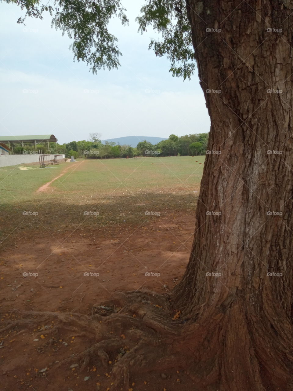 Raízes, tronco e folhas