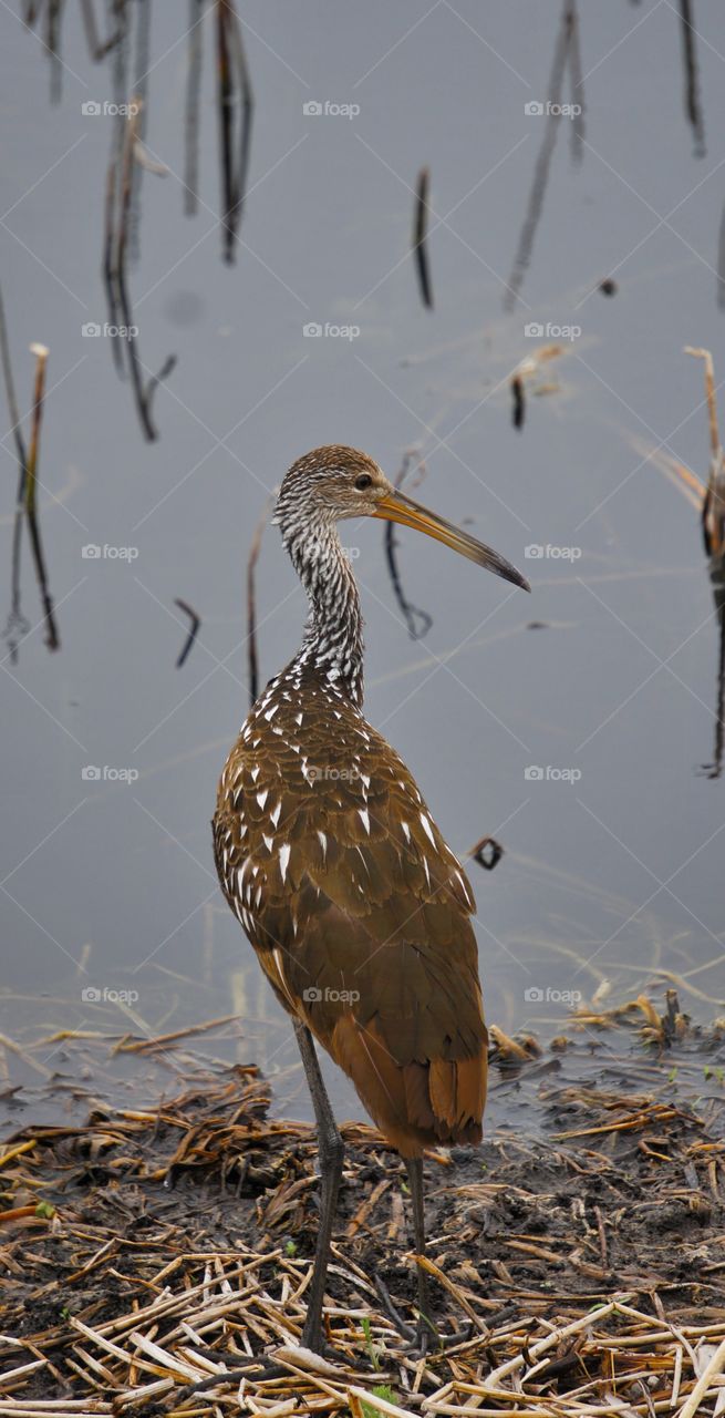 No Limping For A Limpkin