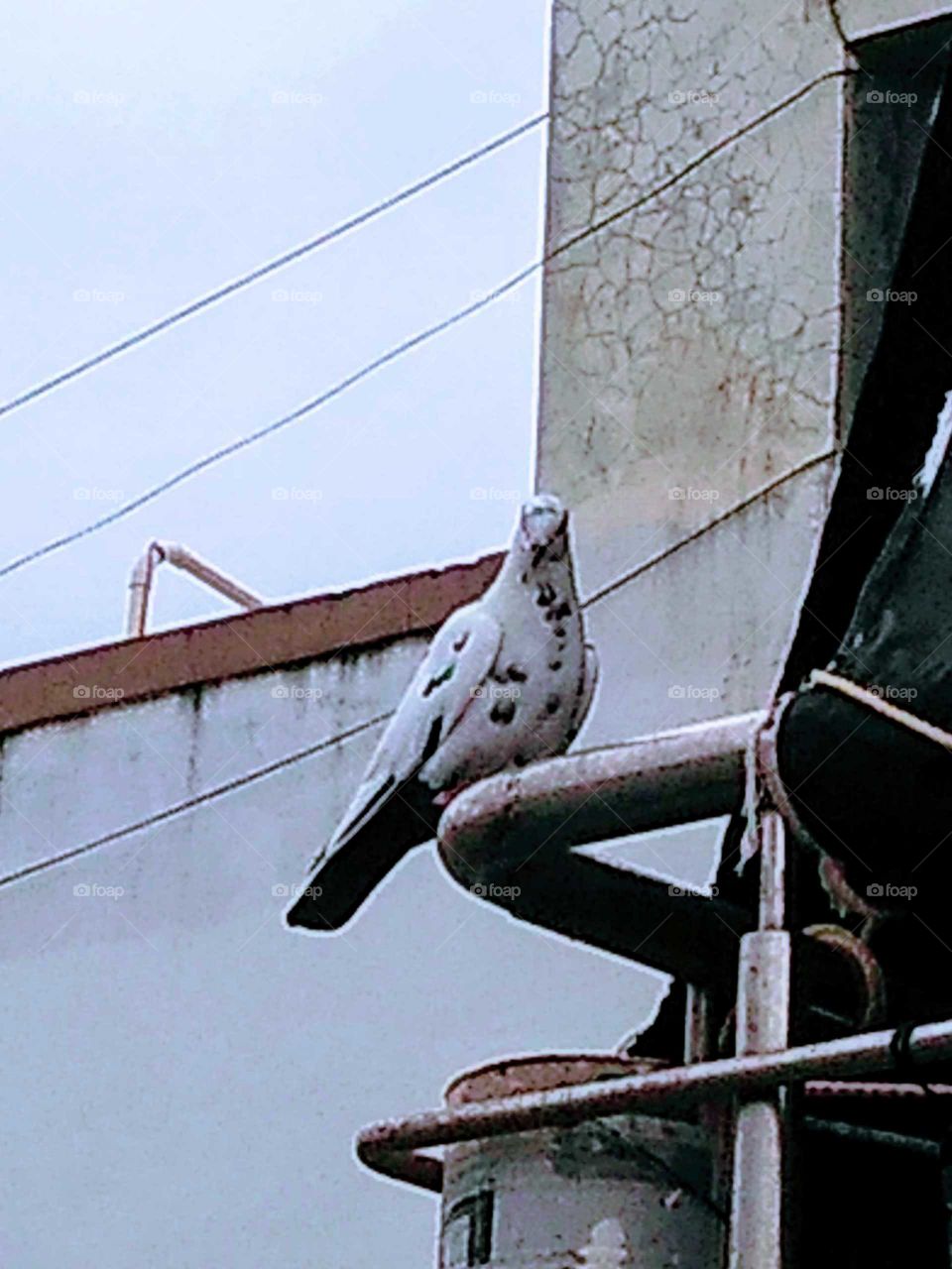 a black and white pigeon on a balcony railing