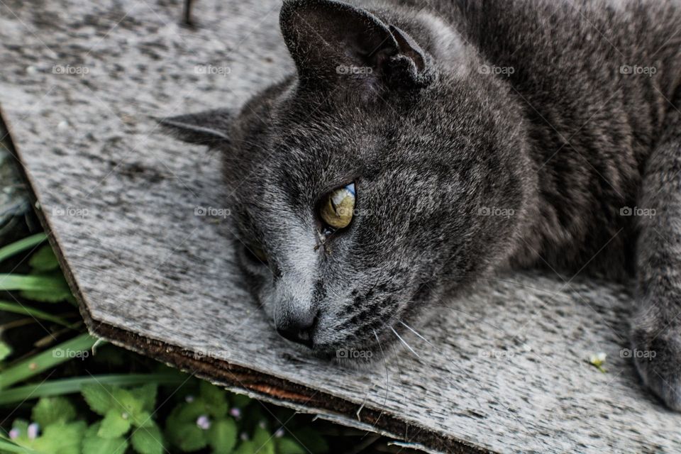 cat resting on a piece of wood