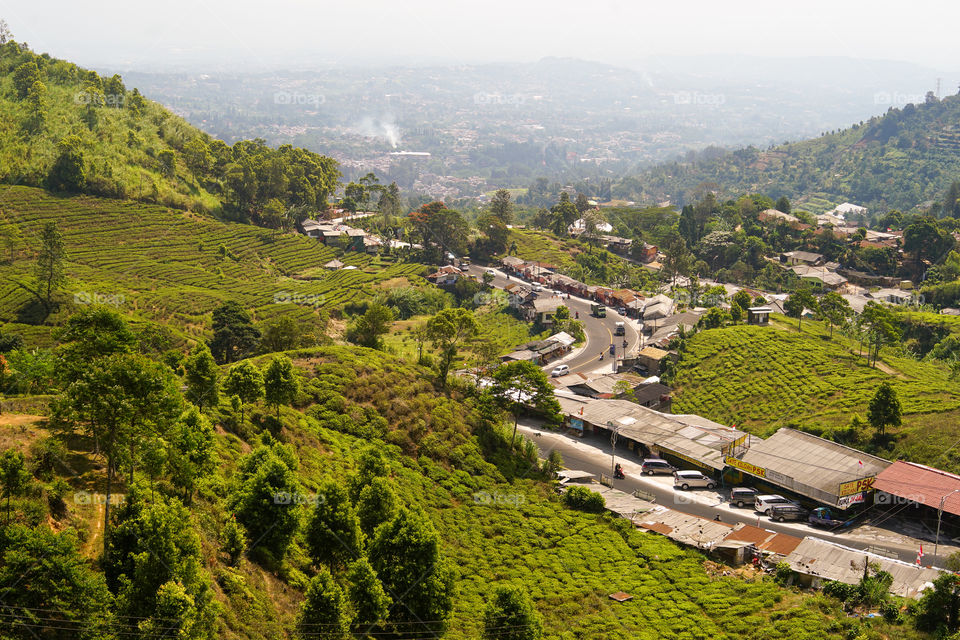 tea plantation in Puncak, West Java, Indonesia
