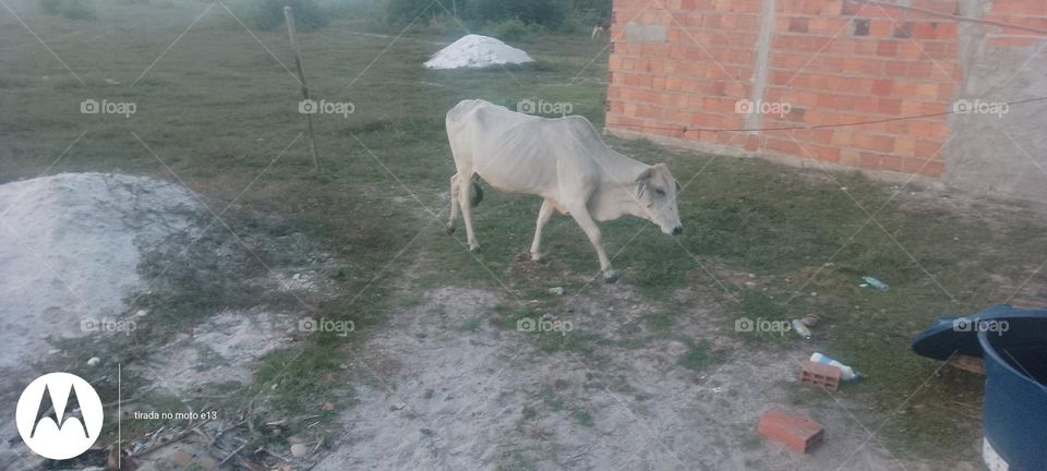 Uma Vaca