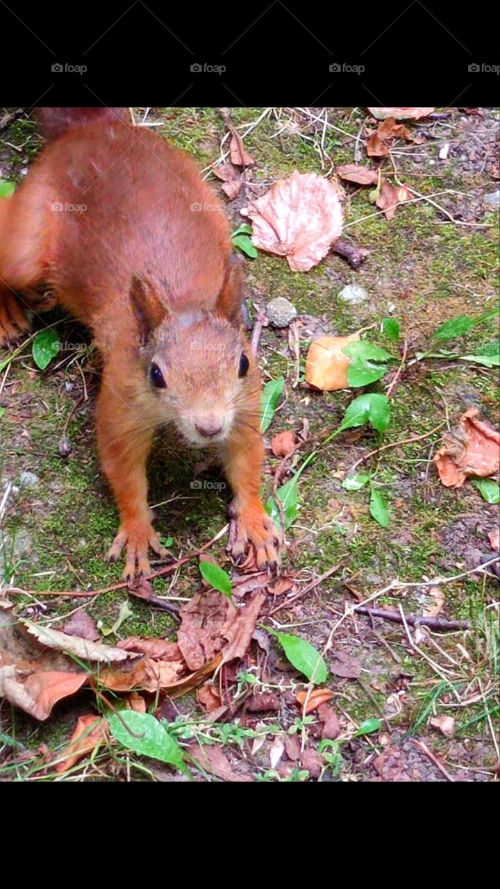 An unexpected meeting in the park with a small squirrel