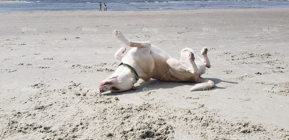 Having a roll in the sand.