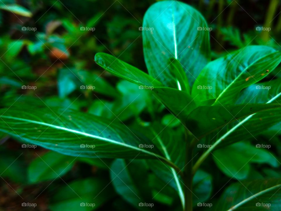 tropical leaves in rainy season
