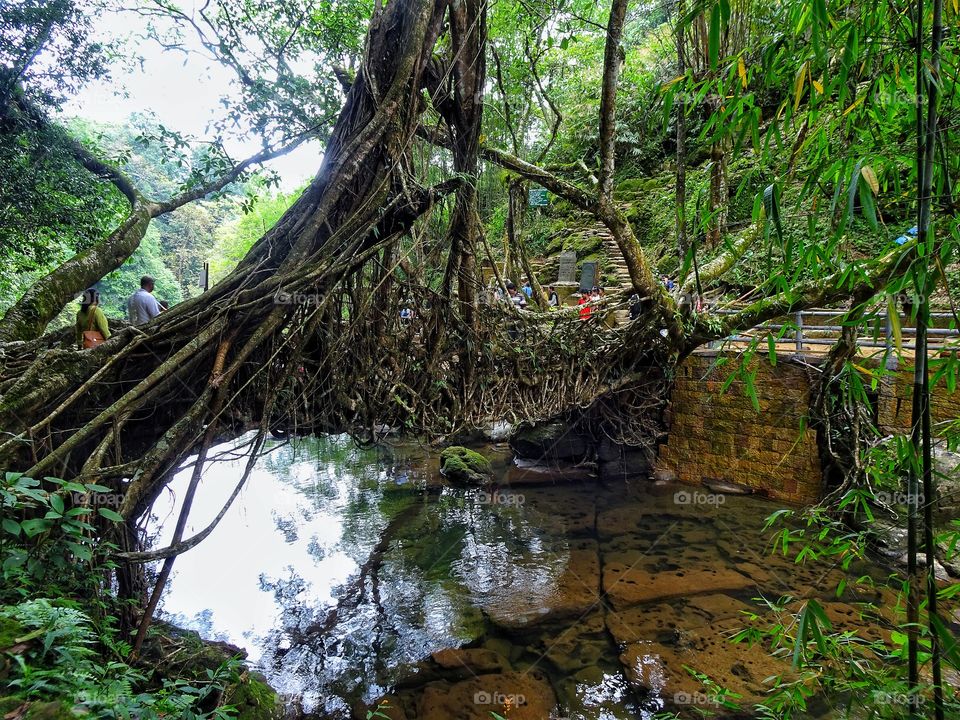 Living root bridges are a form of tree shapingcommon in the southern part of the Northeast Indianstate of Meghalaya. They are handmade from the aerial roots of rubber fig trees (Ficus elastica)