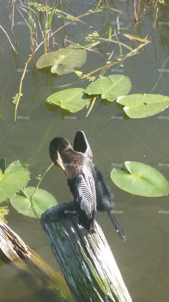 waterfowl Florida