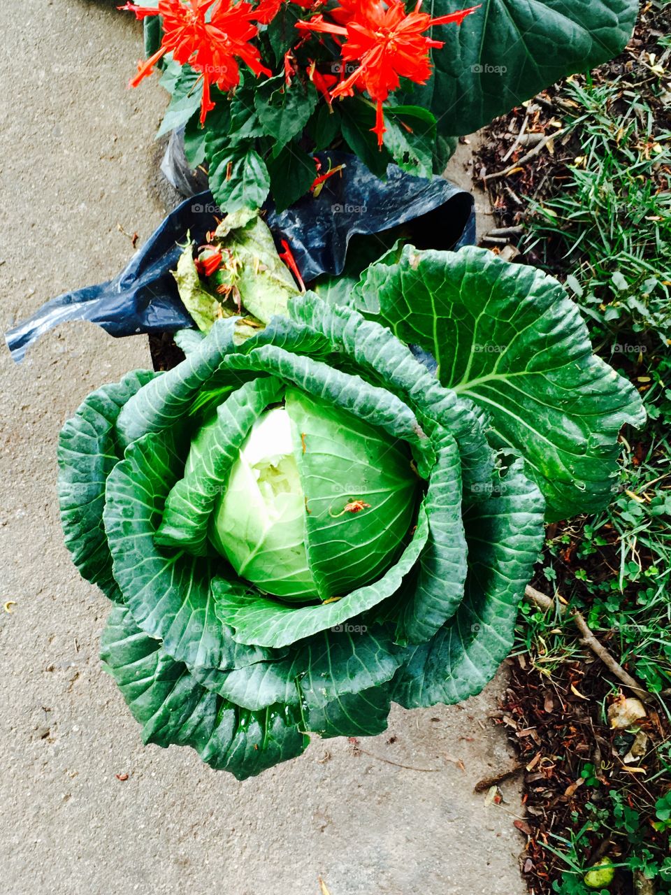 Organic cabbage
