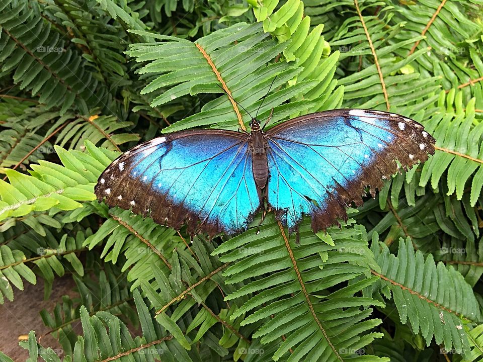 Blue Morpho butterfly 