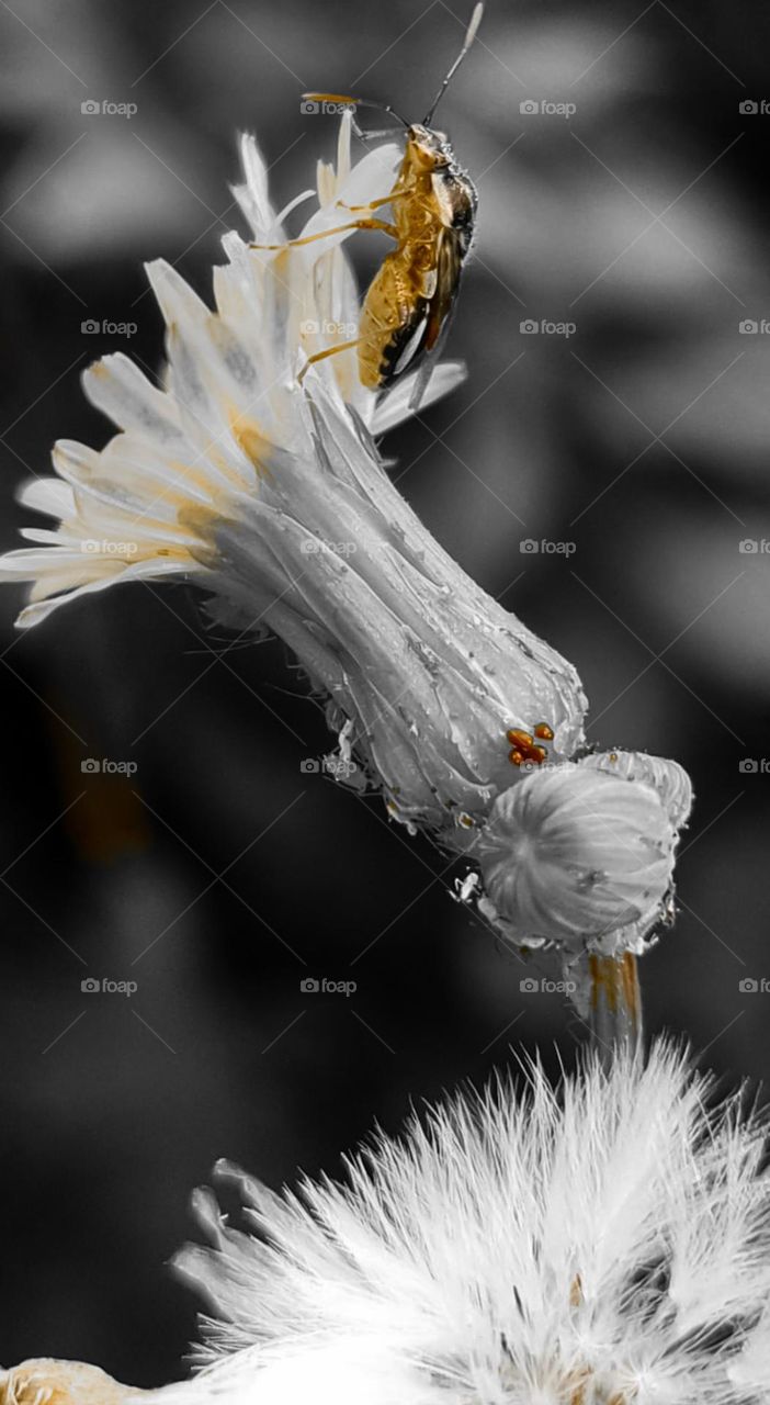 Dente-de-Leão e sua flor amarela que começa a desabrochar, sendo visitados por um percevejo.
Dandelion and its yellow flower that begins to bloom, being visited by a bed bug.
