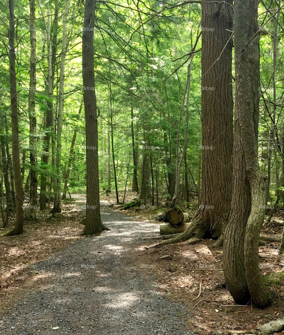 The way to Grandmother’s house?