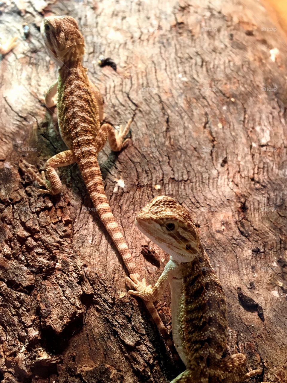 Two baby bearded dragons 🐉 