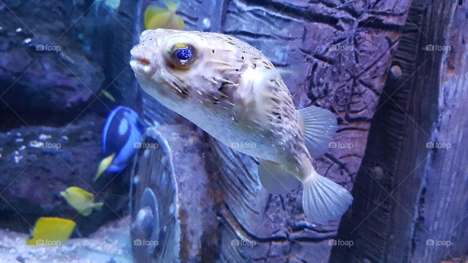 this photo shows the puffer fish, while looking cute, still looking deadly with the dark blue tinge in its eye.