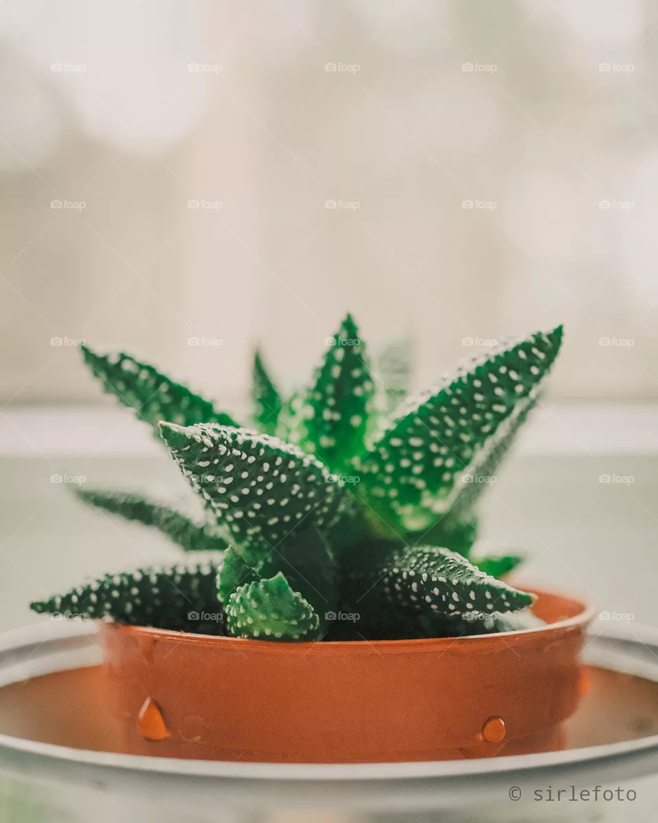Succulent