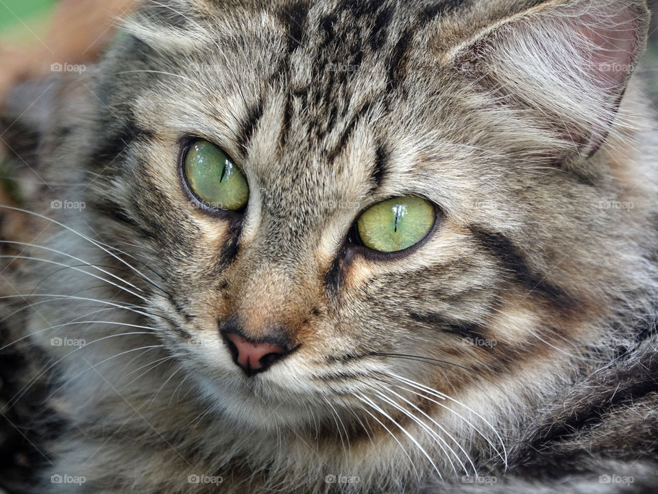 Maine Coon Cat Portrait