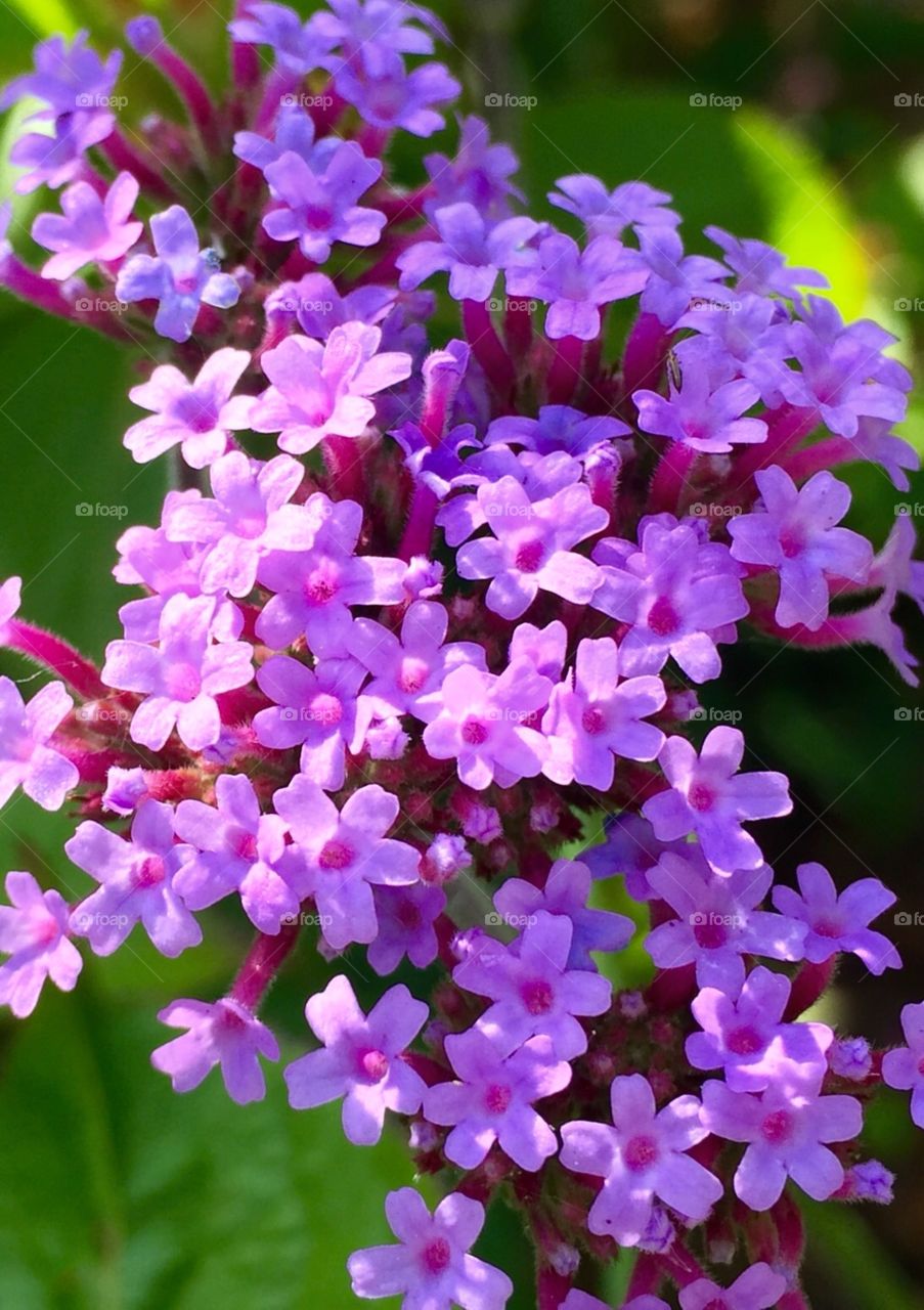 Tiny flowers