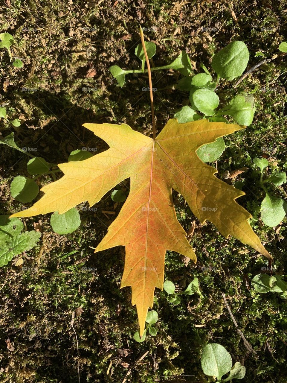 composition on the grass of colorful maple leave