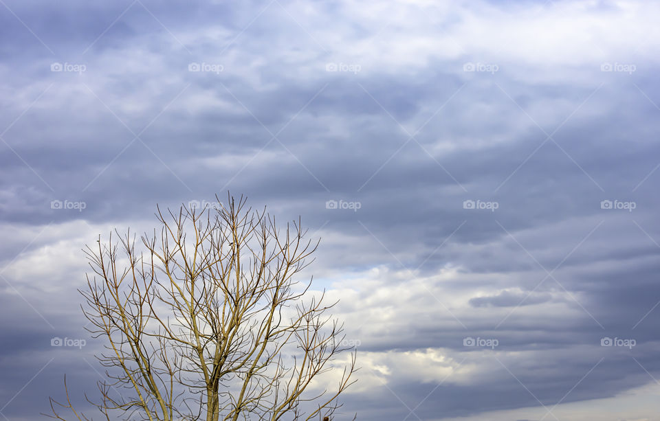 The beauty of the sky with clouds and tree.