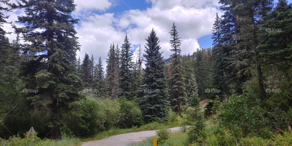 Mountain Scenery with huge, beautiful, pine trees. Taken in a Colorado wilderness.