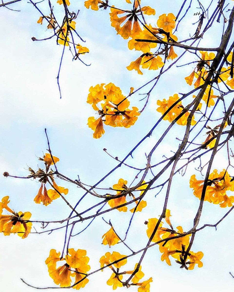 A closeup of the Golden Trumpet Tree's flowers.