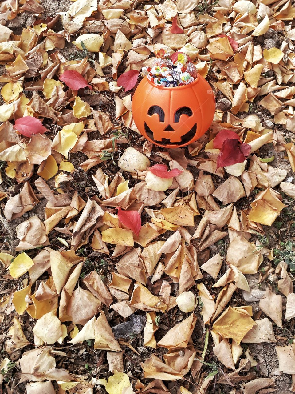 Trick or treat in the fall leaves