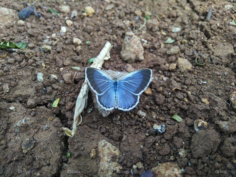Beautiful little butterfly perched on the ground