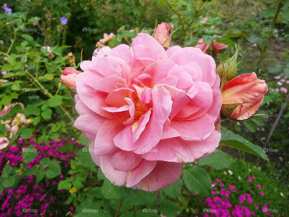 garden pink rose ros by pretender
