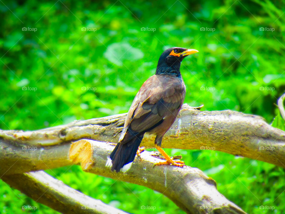 The common myna or Indian myna (Acridotheres tristis), sometimes spelled mynah,  is a member of the family Sturnidae (starlings and mynas) native to Asia.