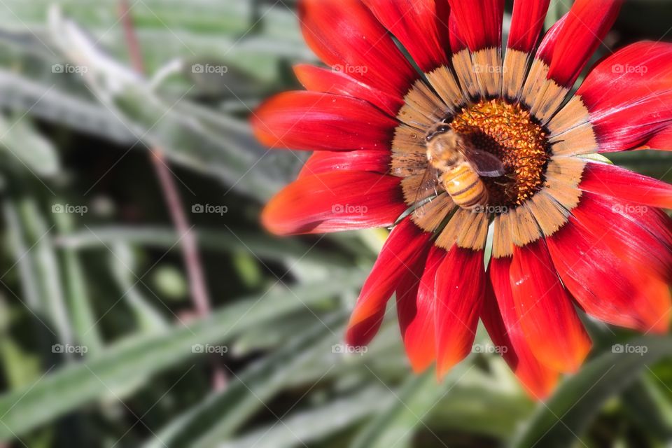 Bee on Flower