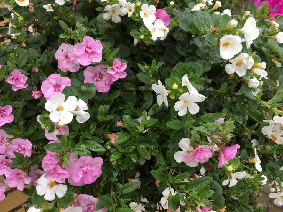 Pink and white flowers 