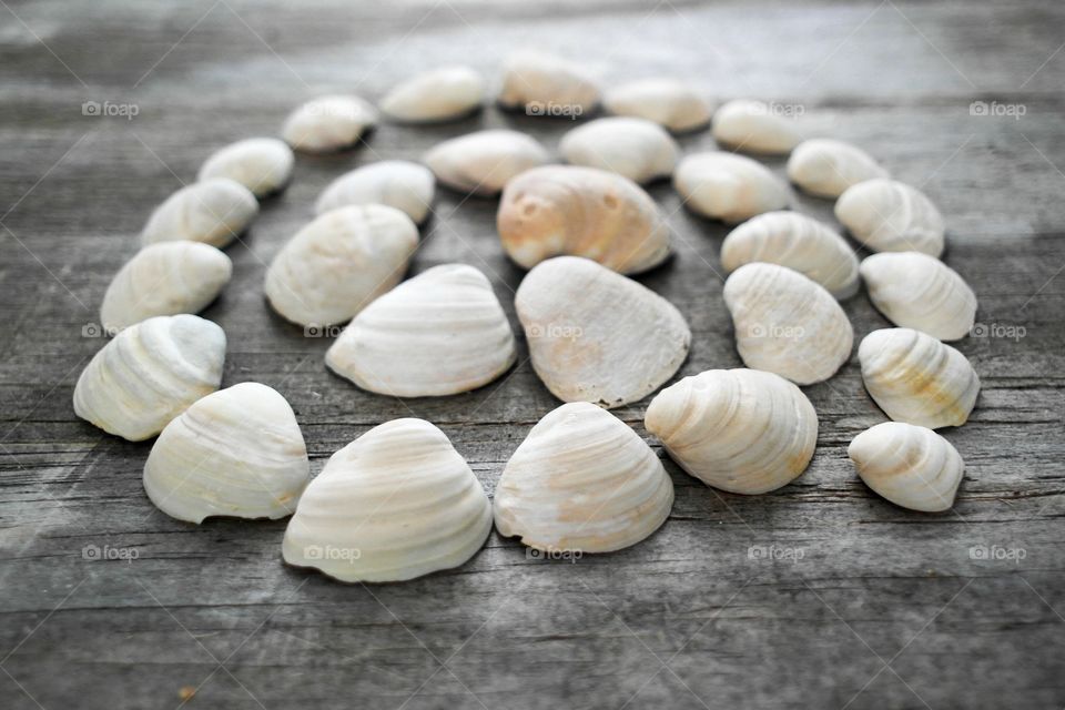 Seashells 