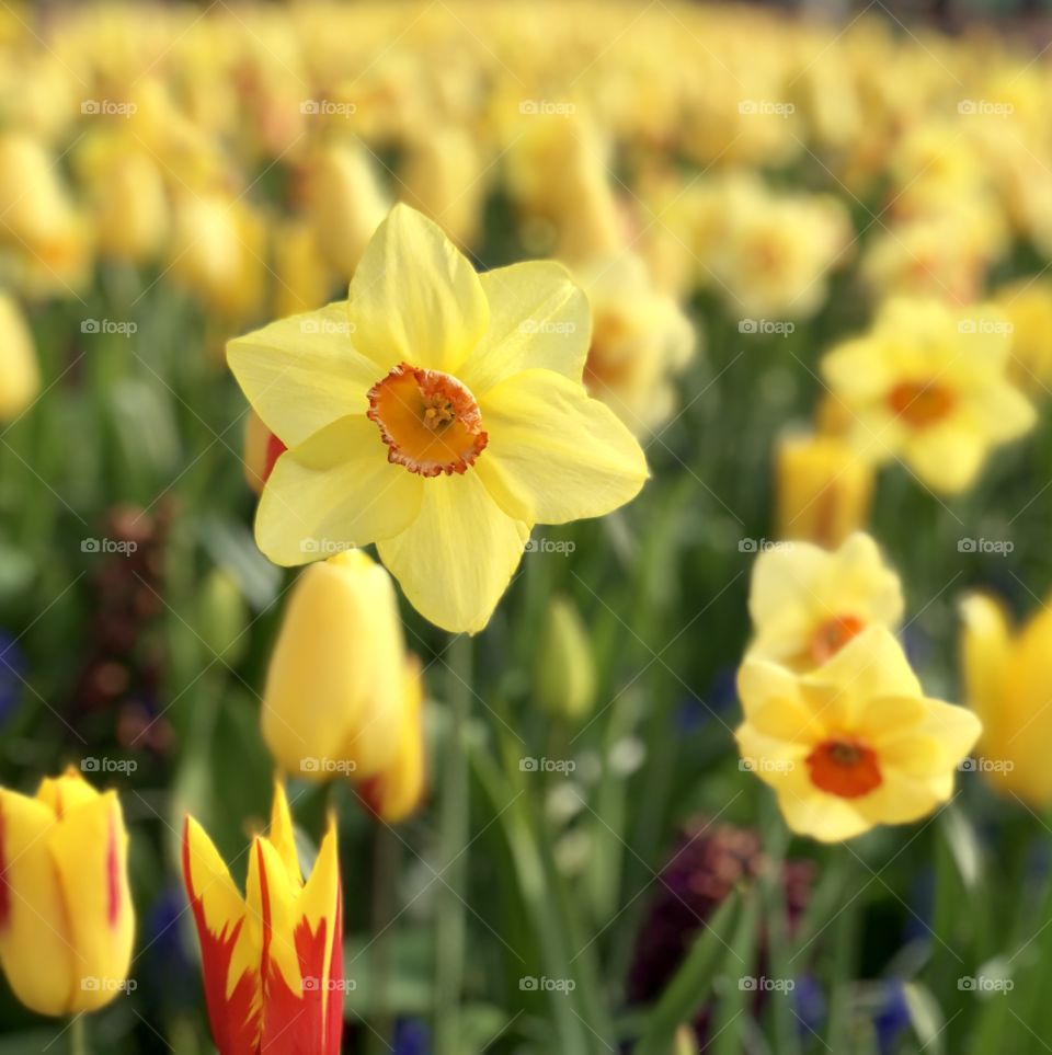 Dutch daffodils 