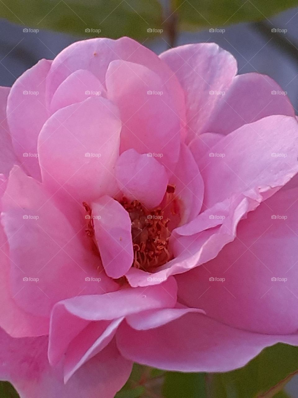 A close-up of a light pink rose