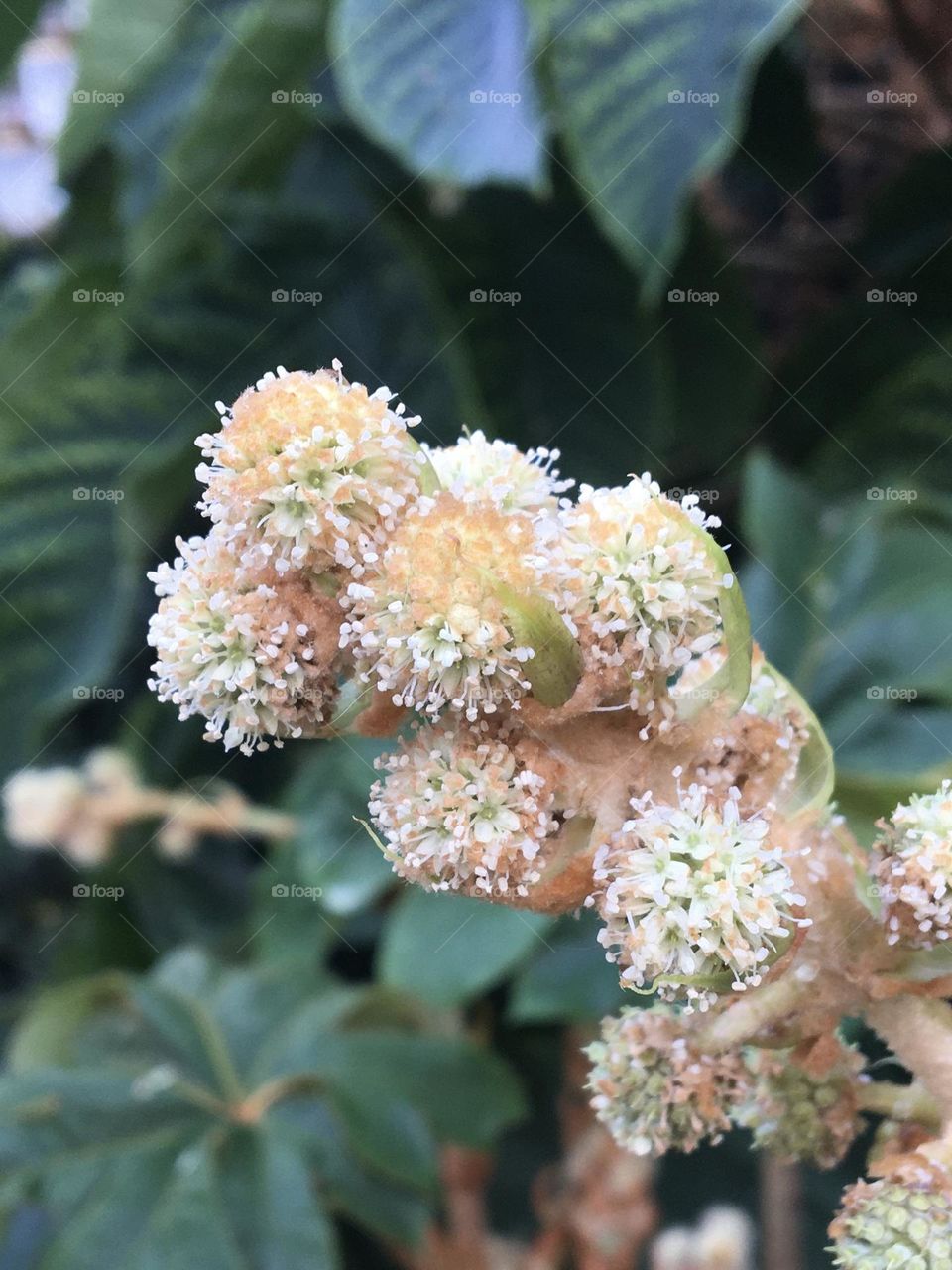 White exotic blooming plant