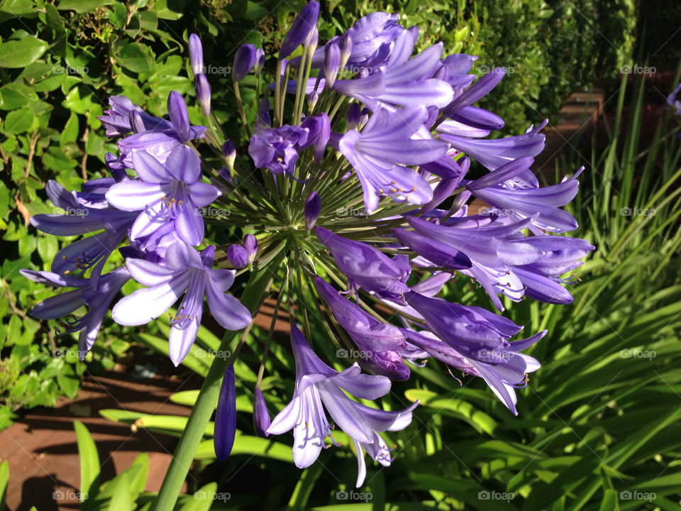 Flower from San Francisco 