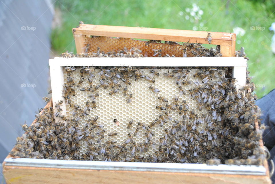 bees close