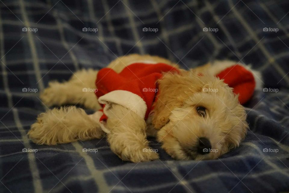 Christmas puppy