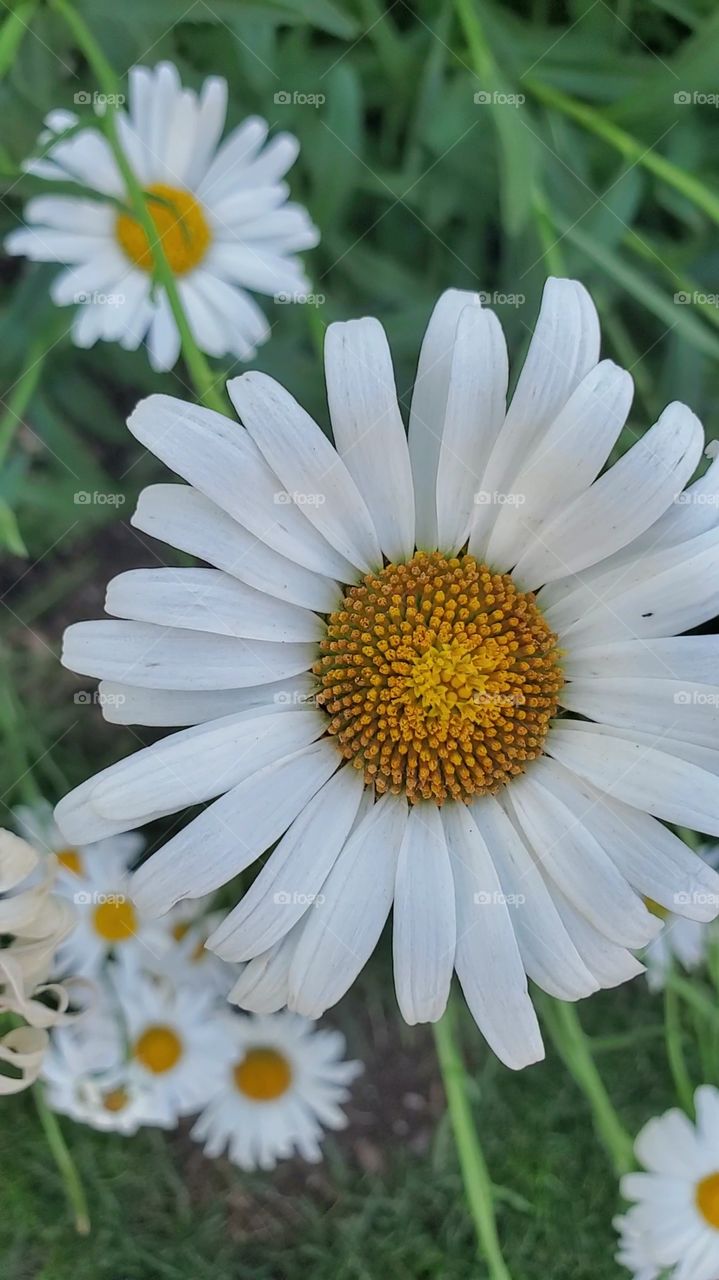 daisy