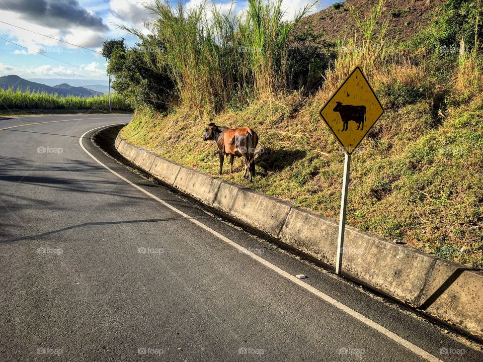 Cow posing for sign.
